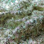 sequin embroidered fabric