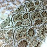 madhav fashion Mirror work daman Embroidery fabric